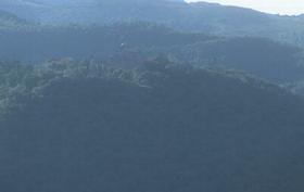 �A���o�j�A�Q�����̎i�ߕ��̓u�i�̐X�̒�