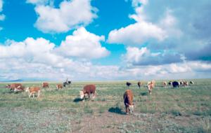 �J�U�t�X�^���̑���